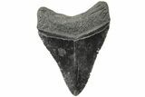 Serrated, Fossil Megalodon Tooth - South Carolina #203100-1